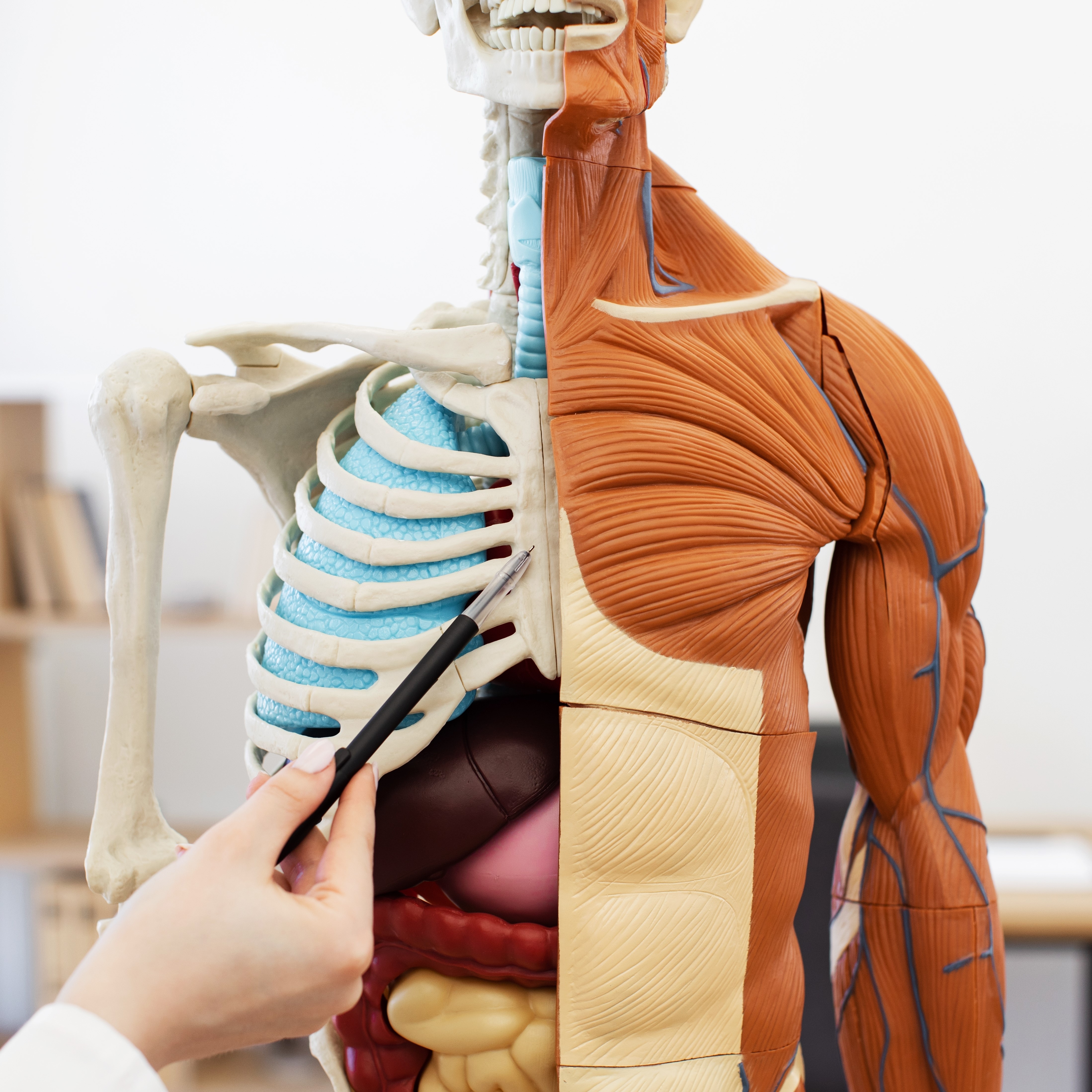 Especialização Médica - Radiologia/Diagnóstico por Imagem - Músculo Esquelético